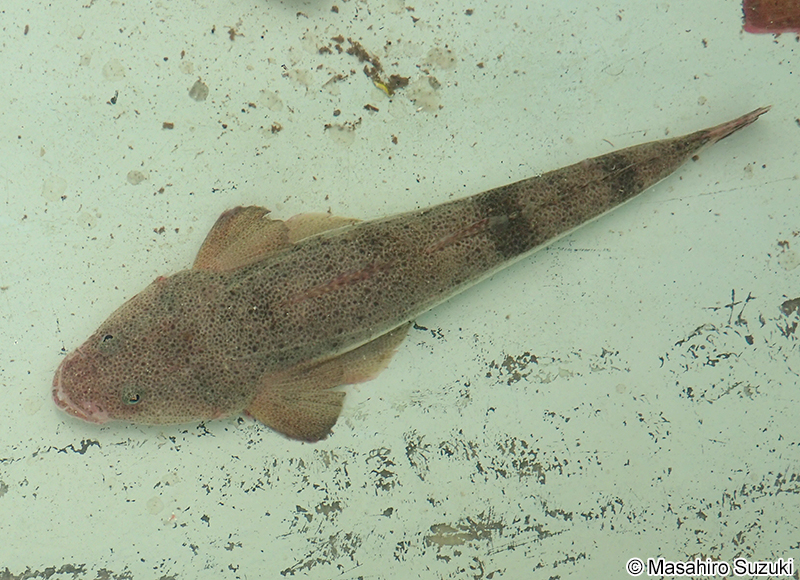 マゴチ Platycephalus sp.