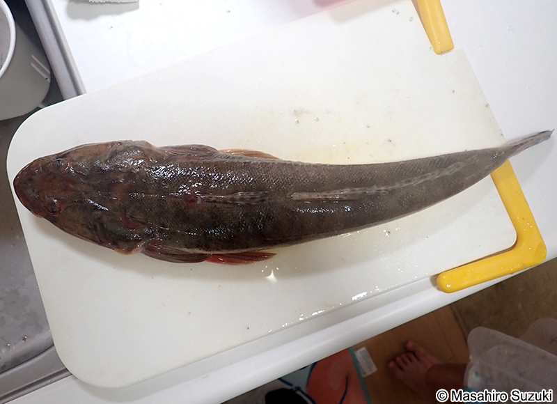 マゴチ Platycephalus sp.