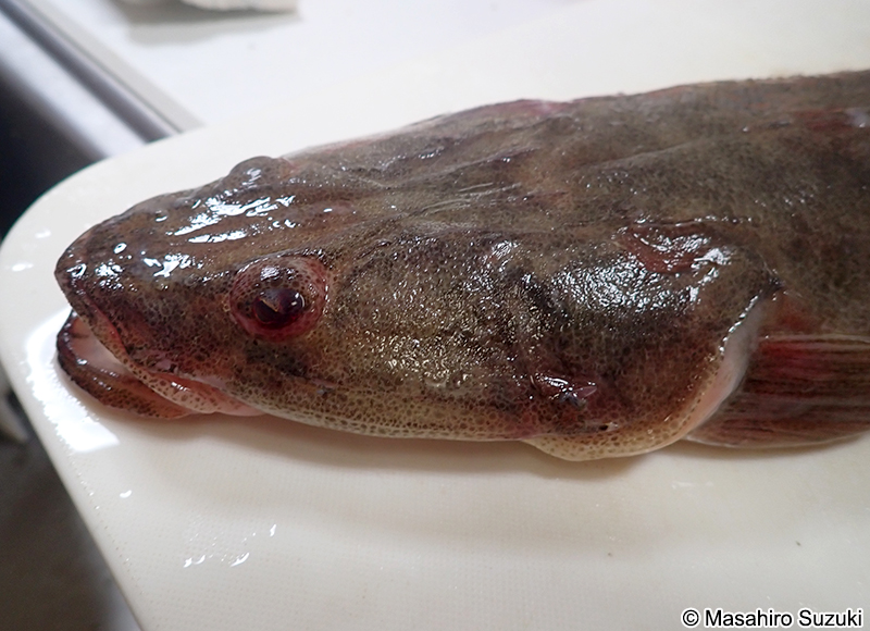 マゴチ Platycephalus sp.