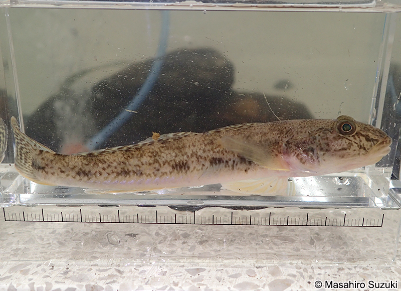 マハゼ Acanthogobius flavimanus