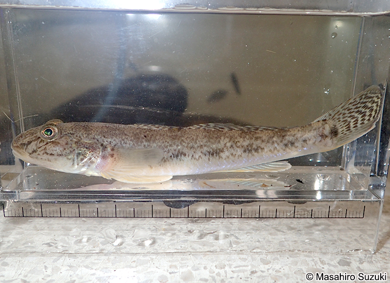 マハゼ Acanthogobius flavimanus