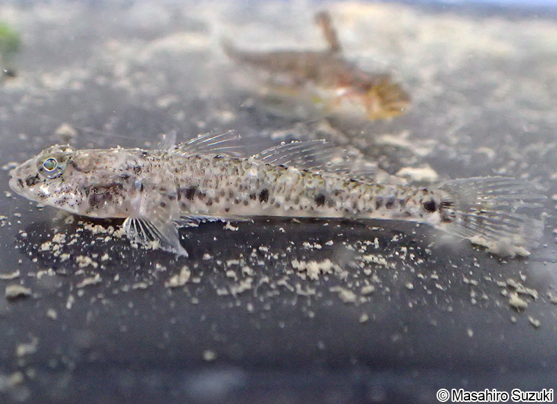 マハゼ Acanthogobius flavimanus