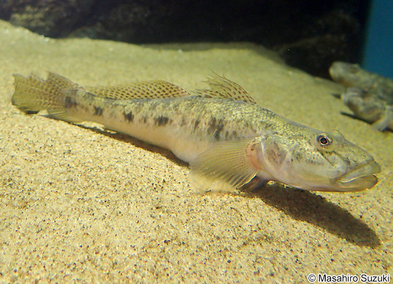 マハゼ Acanthogobius flavimanus
