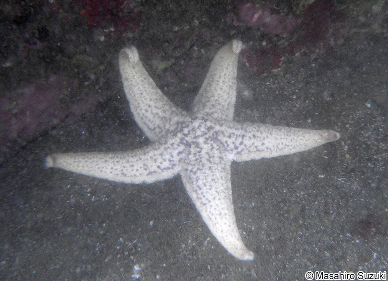 マヒトデ（キヒトデ） Asterias amurensis