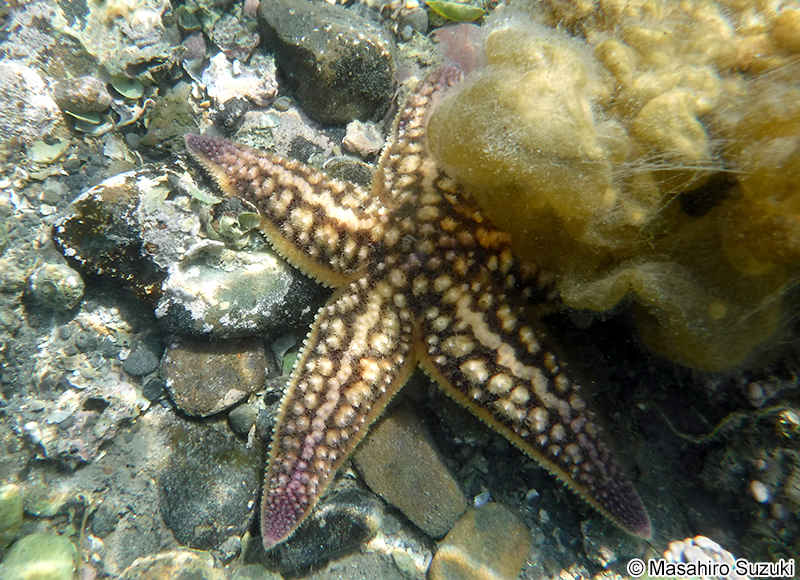 マヒトデ（キヒトデ） Asterias amurensis