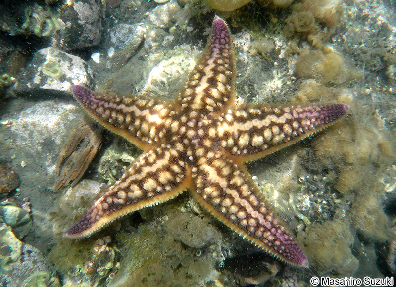 マヒトデ（キヒトデ） Asterias amurensis