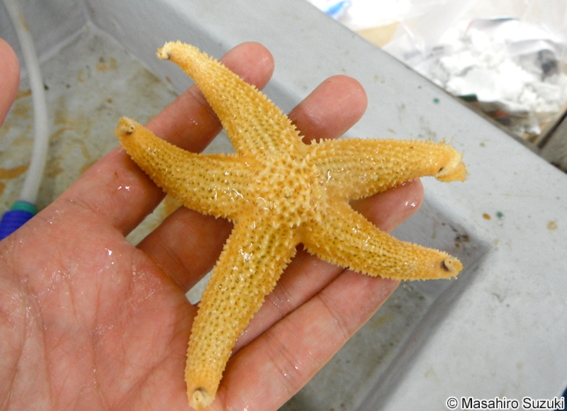 マヒトデ（キヒトデ） Asterias amurensis