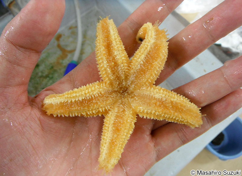 マヒトデ（キヒトデ） Asterias amurensis
