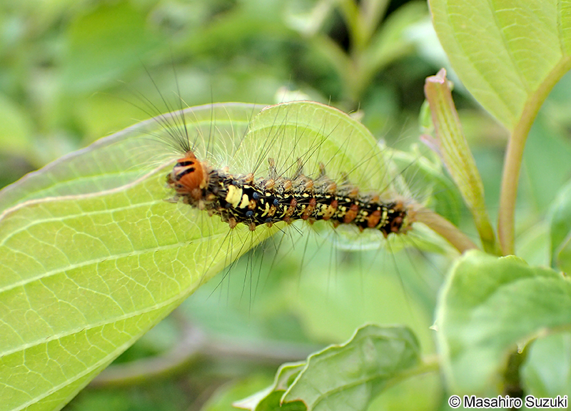 マイマイガの幼虫