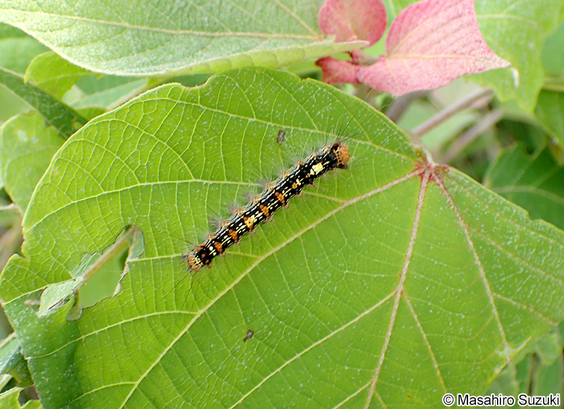 マイマイガの幼虫