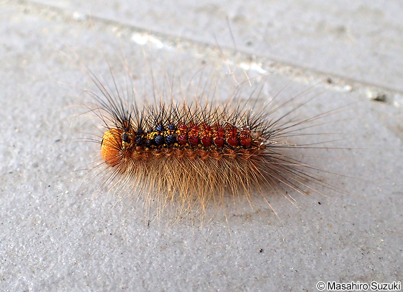 マイマイガの幼虫