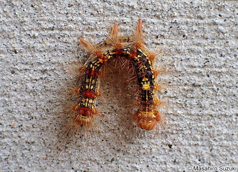 マイマイガの幼虫