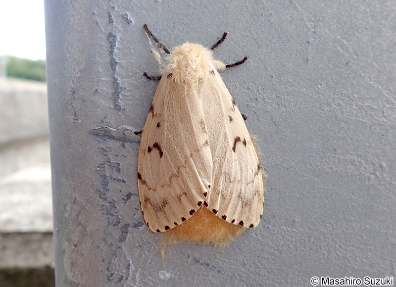 マイマイガ Lymantria dispar