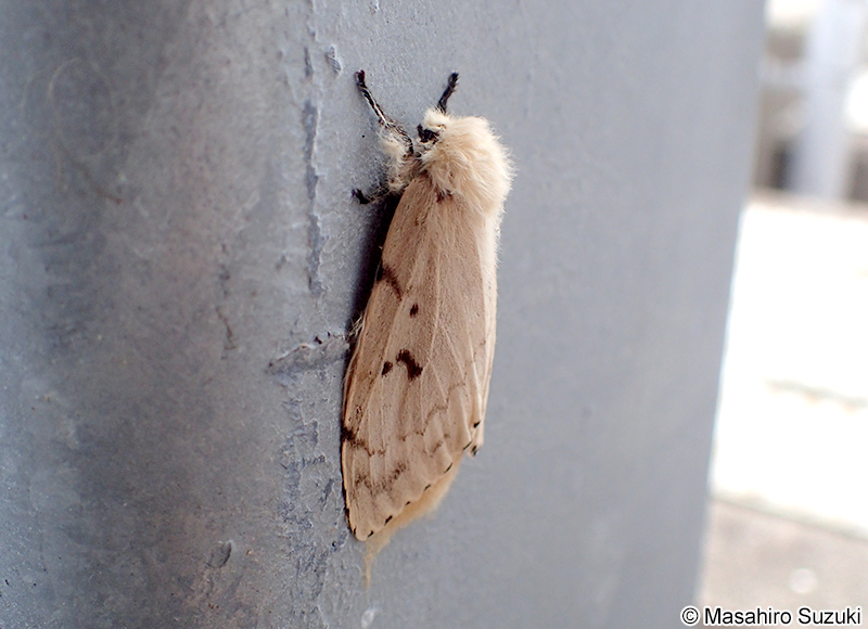 マイマイガのメス