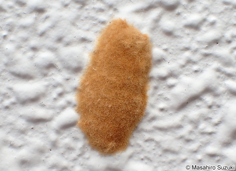 マイマイガの卵