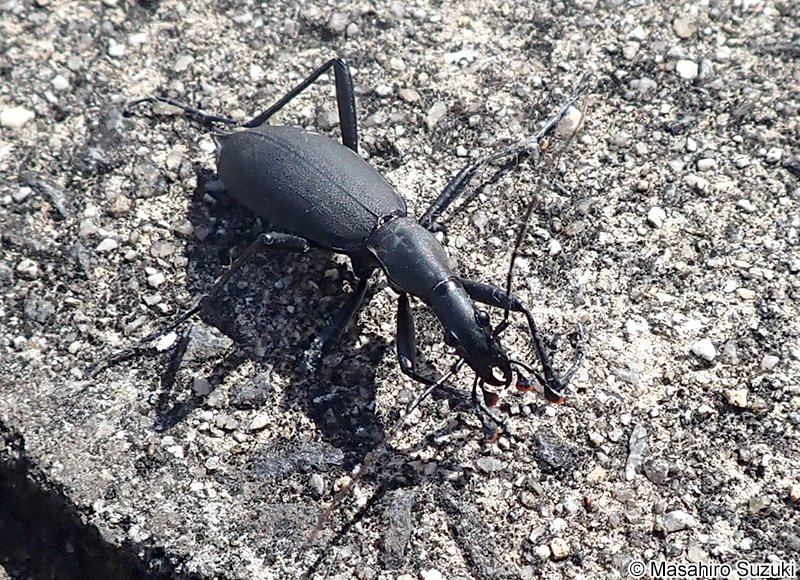 マイマイカブリ Damaster blaptoides