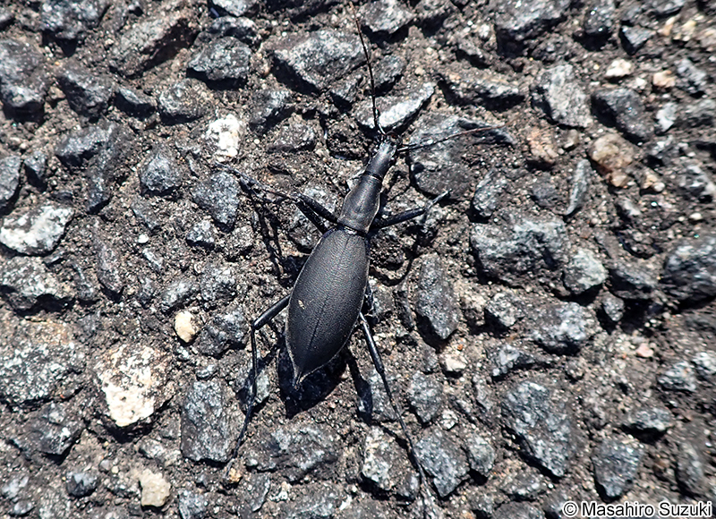 マイマイカブリ Damaster blaptoides