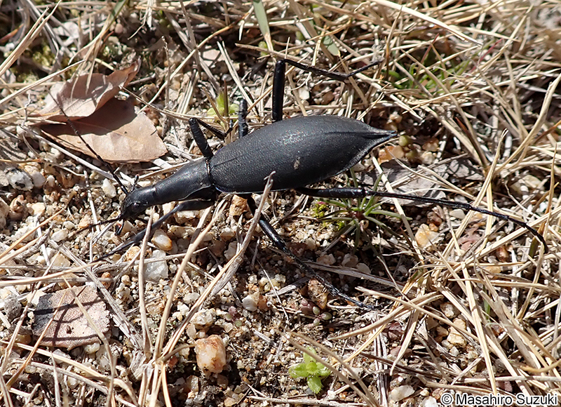 マイマイカブリ Damaster blaptoides