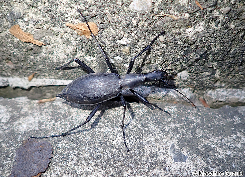 マイマイカブリ Damaster blaptoides