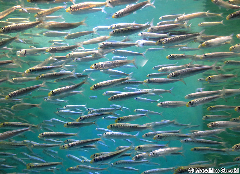 マイワシ Sardinops sagax