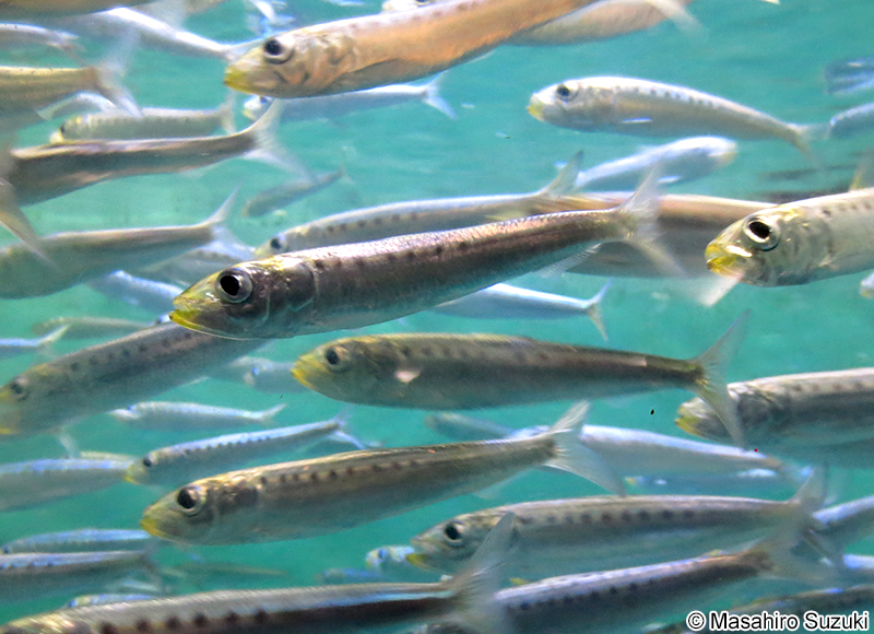 マイワシ Sardinops sagax