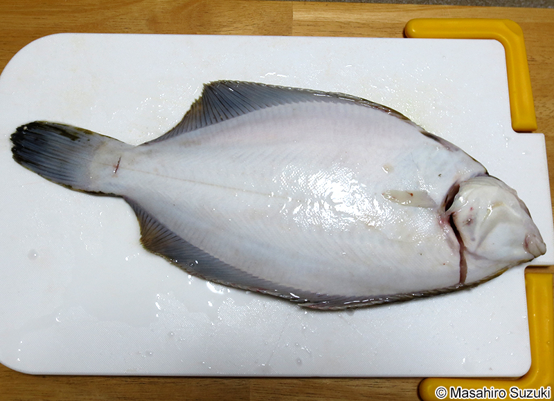 マコガレイ Pseudopleuronectes yokohamae
