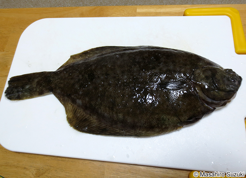 マコガレイ Pseudopleuronectes yokohamae