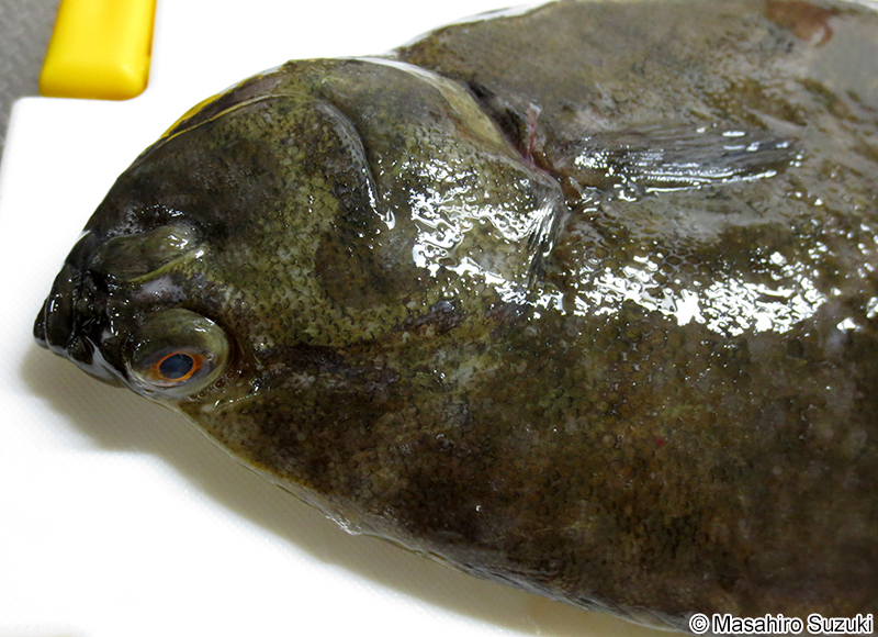 マコガレイ Pseudopleuronectes yokohamae