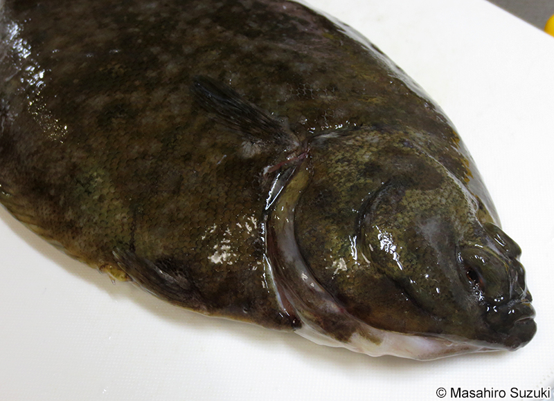 マコガレイ Pseudopleuronectes yokohamae