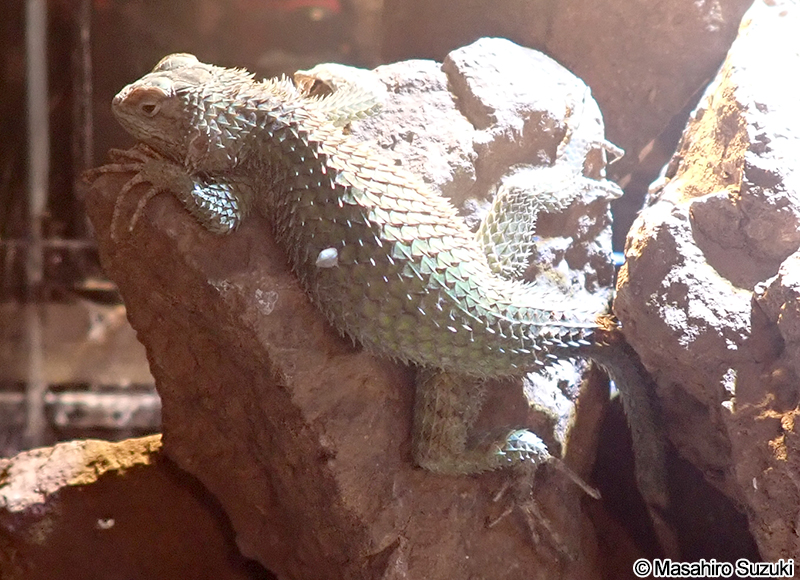 マラカイハリトカゲ Sceloporus malachiticus