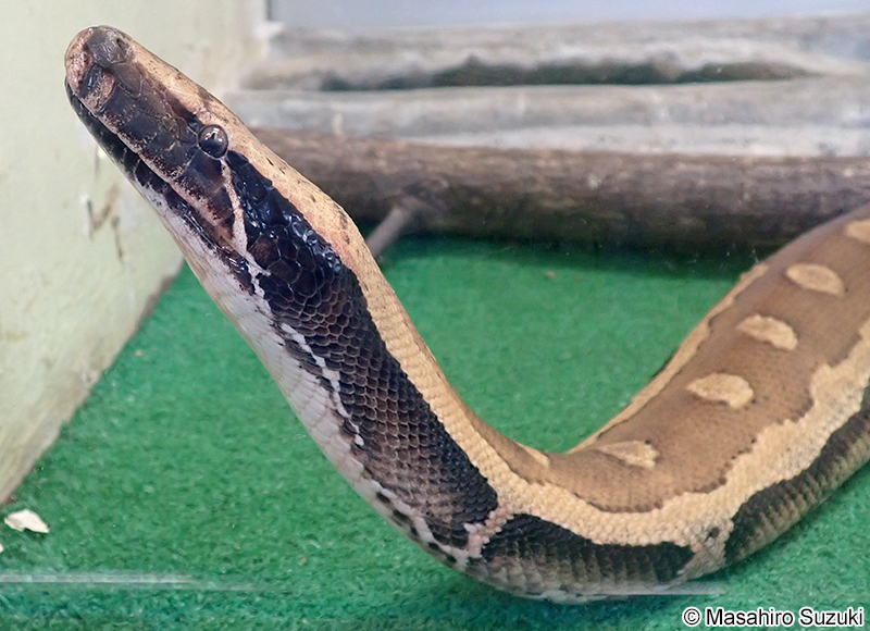 マレーアカニシキヘビ Python brongersmai
