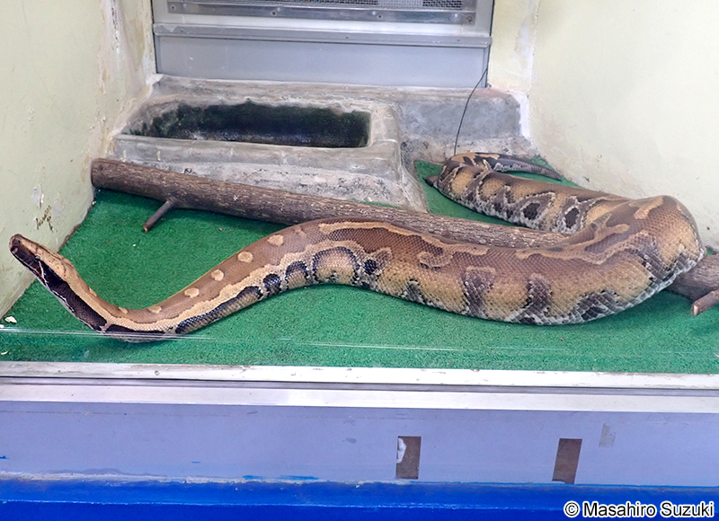 マレーアカニシキヘビ Python brongersmai