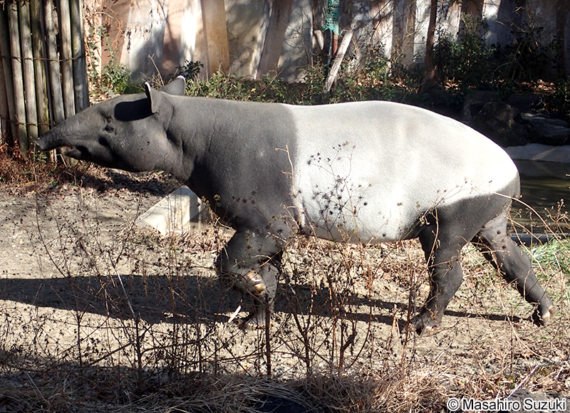 マレーバク Tapirus indicus