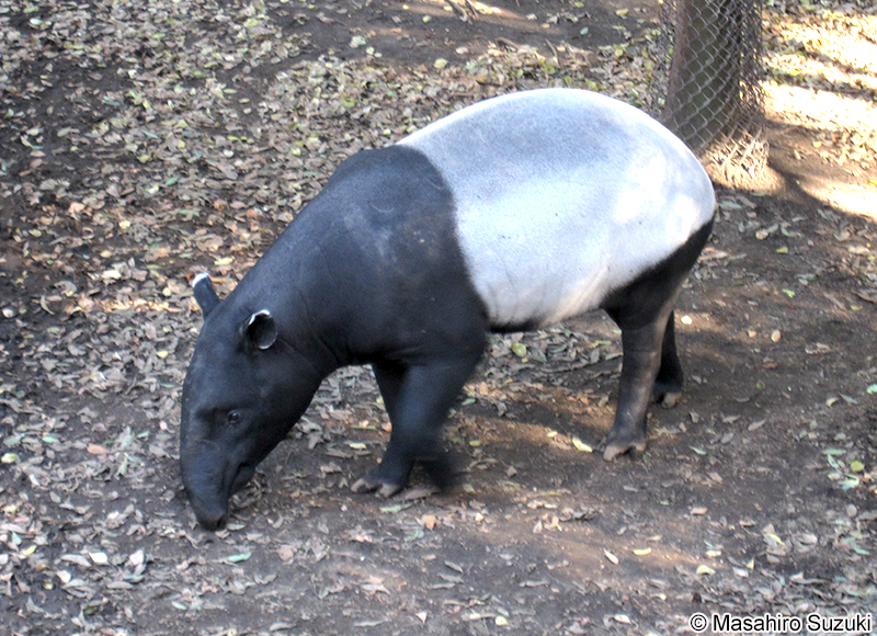 マレーバク Tapirus indicus