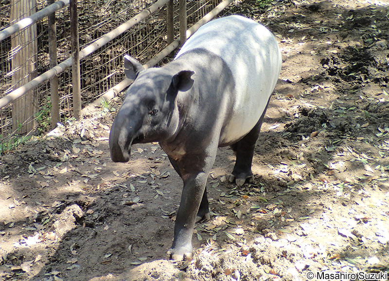 マレーバク Tapirus indicus