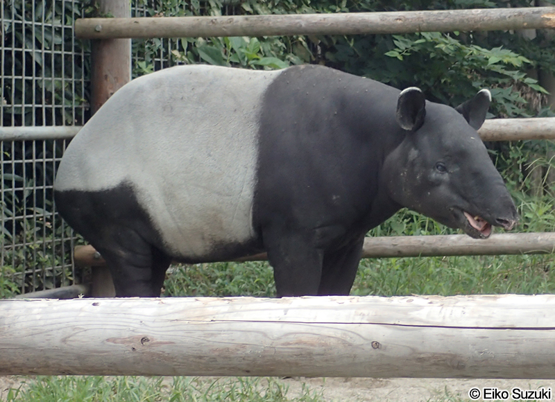 マレーバク Tapirus indicus