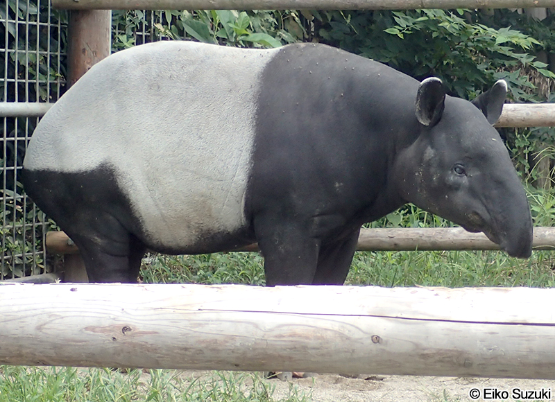マレーバク Tapirus indicus