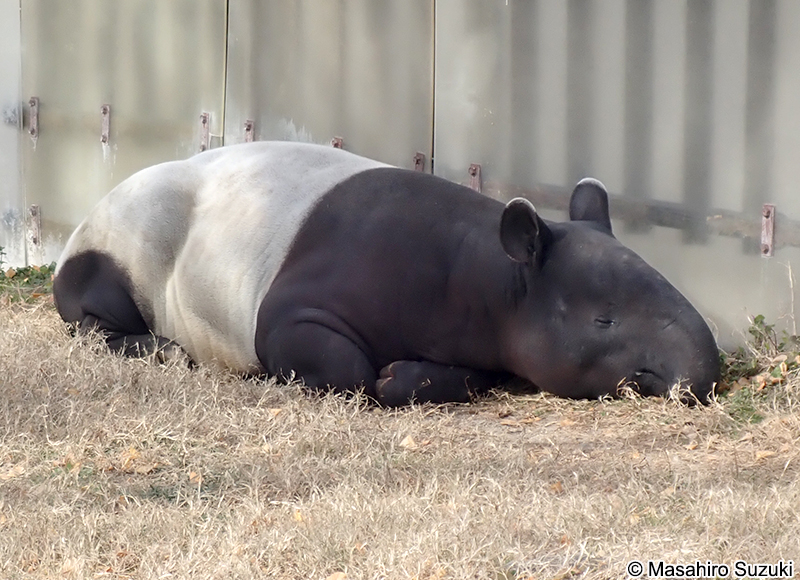 マレーバク Tapirus indicus