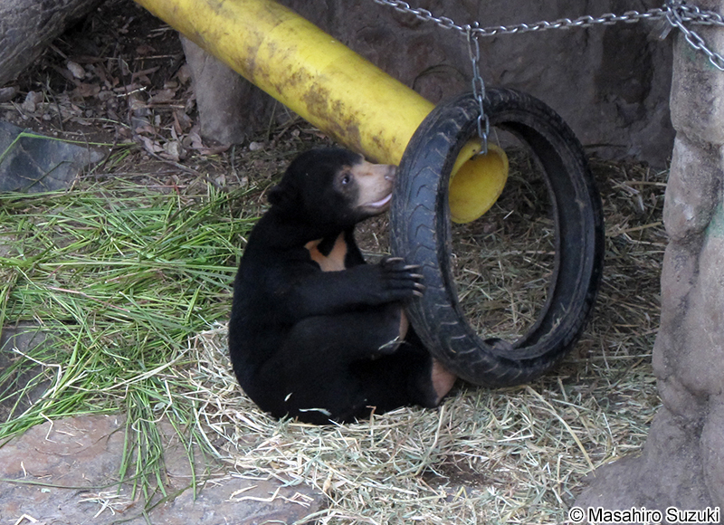 マレーグマ Helarctos malayanus