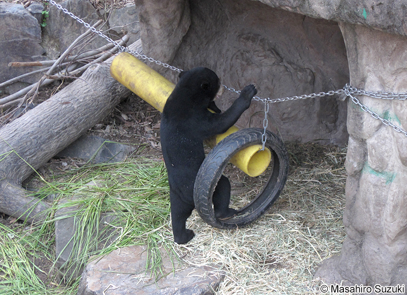 マレーグマ Helarctos malayanus