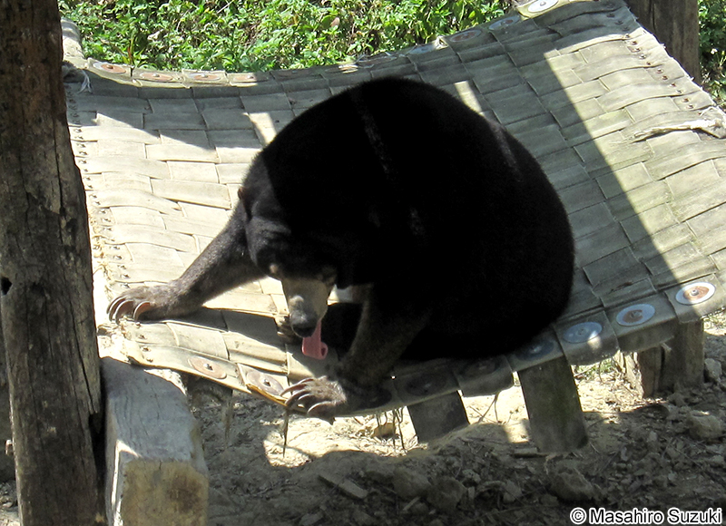 マレーグマ Helarctos malayanus
