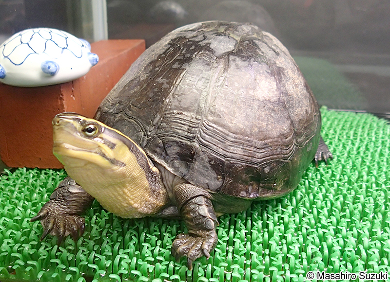 マレーハコガメ Cuora amboinensis