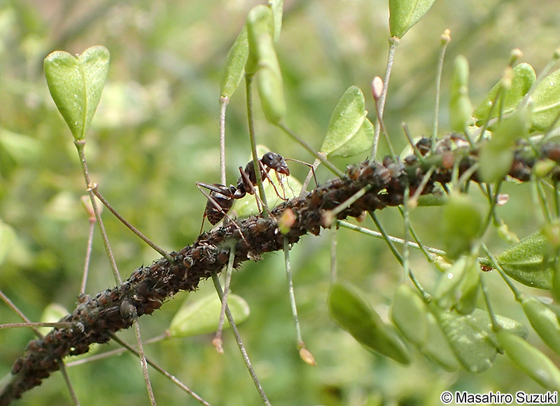 マメアブラムシ Aphis craccivora