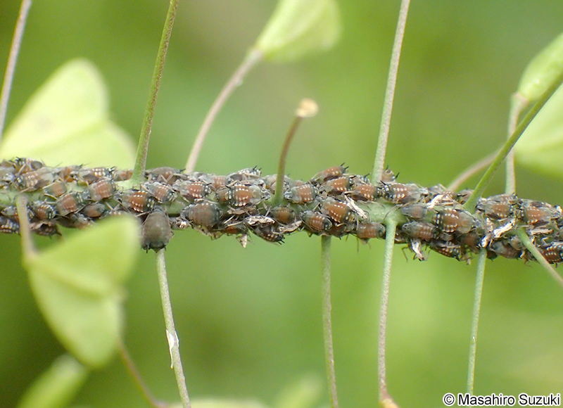マメアブラムシ Aphis craccivora