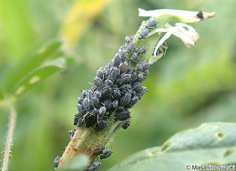 マメアブラムシ Aphis craccivora