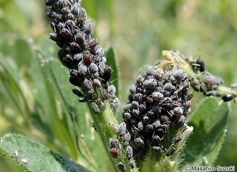 マメアブラムシ Aphis craccivora