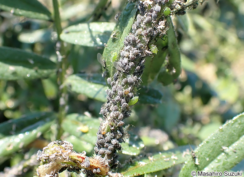 マメアブラムシ Aphis craccivora