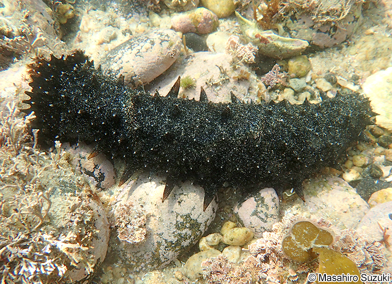 マナマコ Apostichopus armatus