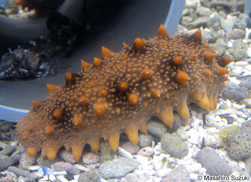 マナマコ Apostichopus armatus