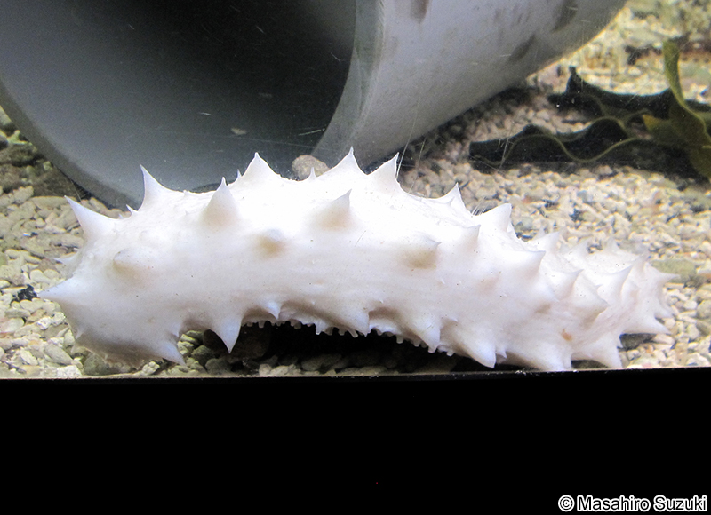 マナマコの白色型